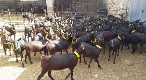 راه اندازی دامداریهای صنعتی خُرد در مناطق محروم