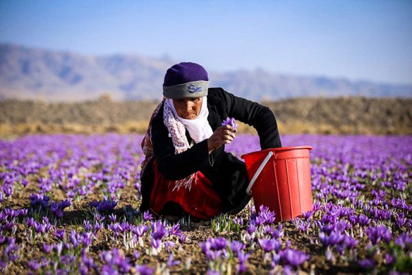 قیمت گذاری واقعی زعفران محصول بورس کالا است
