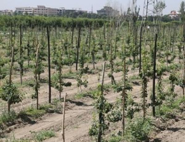 کاشت ۱۷۳ هزار نهال در باغ سیب مهرشهر