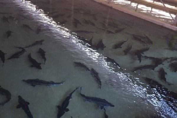 کشتیهای ماهیگیری چینی ضوابط را رعایت نکنند، توقیفشان میکنیم