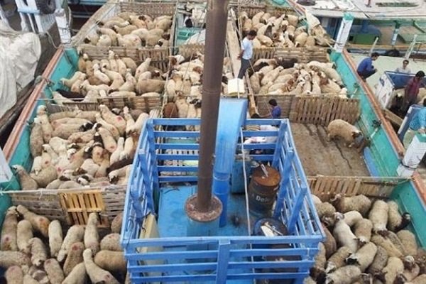 آغاز عملیات تخلیه دام های رومانیایی از کشتی
