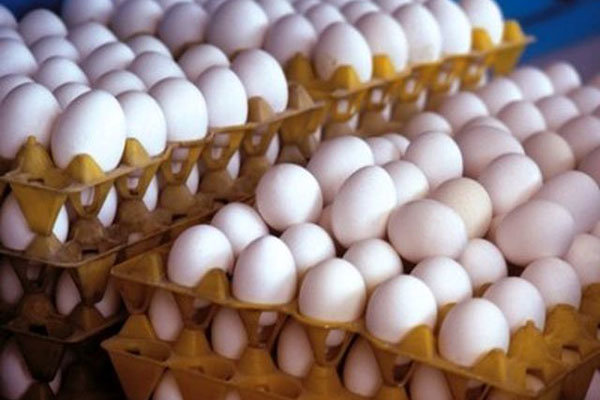 قیمت جدید تخم مرغ بزودی اعلام میشود
