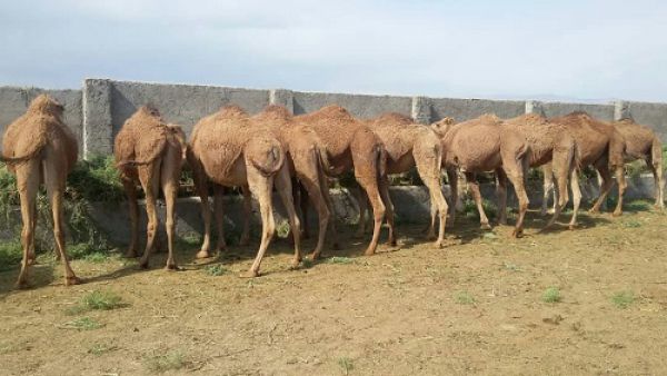 سرمایه گذاری بنیاد مستضعفان برای پرورش