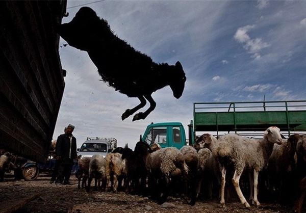 نانخورهایی که گاو و گوسفند هستند!