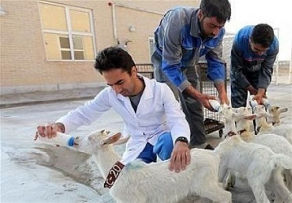 درآمد پرورش «بز سانن» بهاندازه حقوق مدیر نجومیبگیر