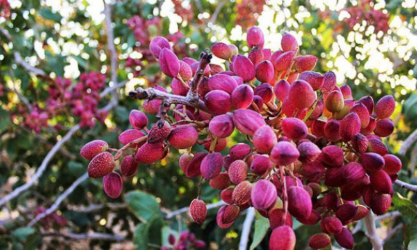 پسته خندانتر از همیشه در بورس کالا