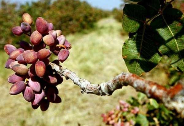 مزایای بورسی شدن پسته در آستانه راهاندازی معاملات آتی