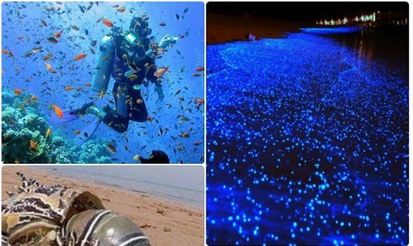 زمینه‌سازی بنیاد مستضعفان برای حضور گردشگران در جذاب‌ترین جزیره خلیج فارس