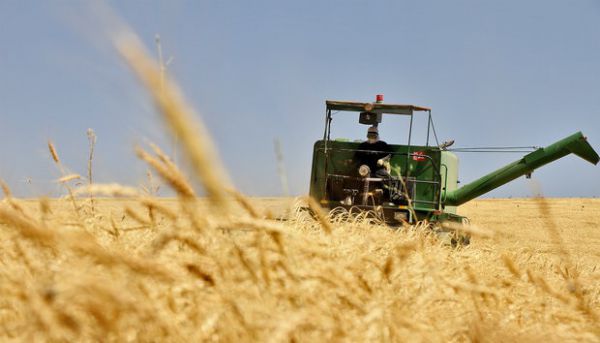 تیر خلاص دولت به خودکفایی گندم