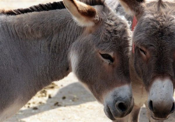 ابلاغ بخشنامه بهداشتی تولید شیر الاغ