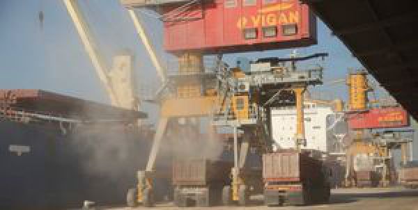 خرید تضمینی گوساله زنده کیلویی ۲۷ هزار تومان