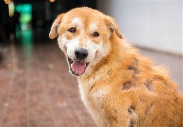 انتقال کرونا از سگ و گربه به انسان اثبات نشده است