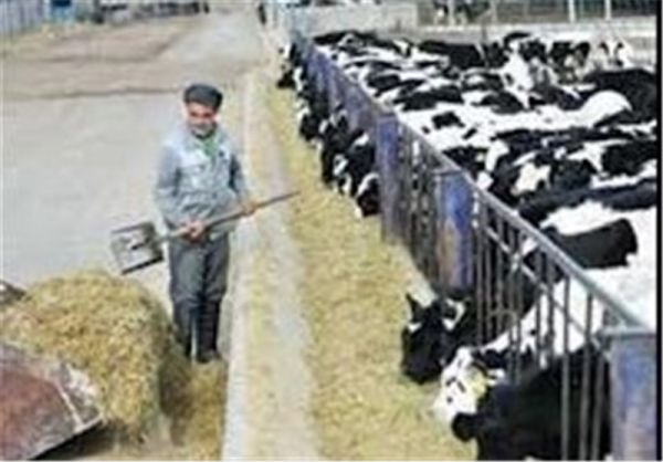 دلایل اصلی گران شدن نهادهای دامی