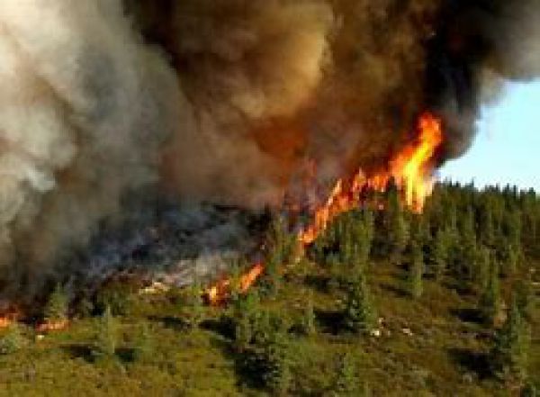 آتش سوزی در ارتفاعات پارک لویزان تهران