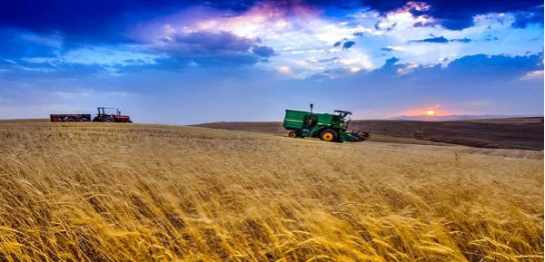 قیمت خرید تضمینی گندم مورد رضایت کشاورزان نیست