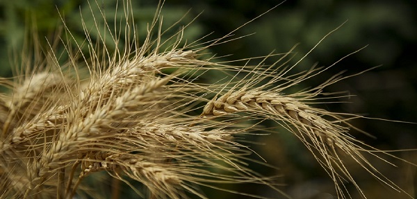 تولید گندم به بالای ۱۳ میلیون تن می‌رسد