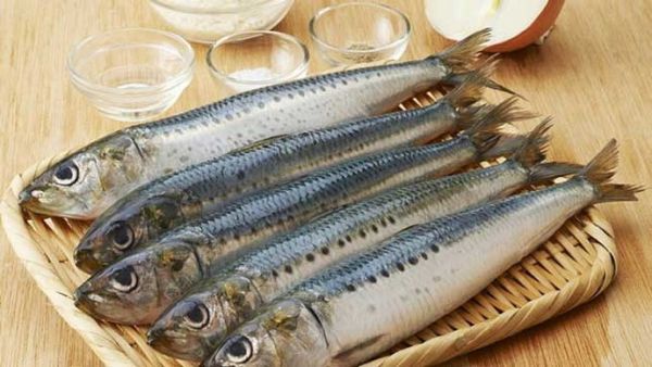 زنگ خطر کاهش صید کیلکا به صدا در آمد