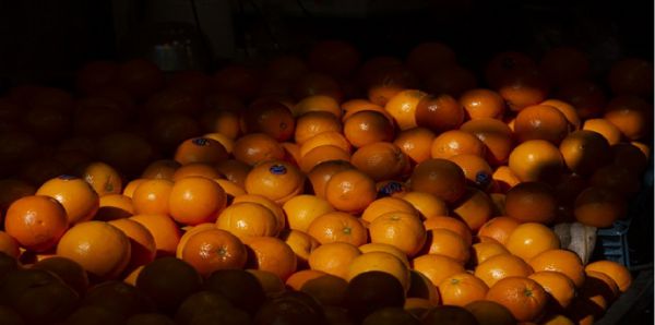 سیب در سردخانه داریم اما اجازه صادرات نداریم