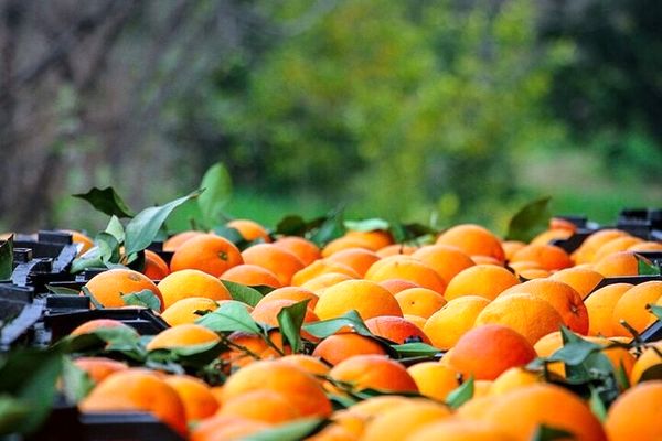 هدر رفت ۳۰ میلیون کیلو پرتقال شب عید