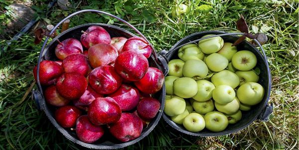 ممنوعیت های یک شبه صادرات، بازار میوه را متشنج کرد