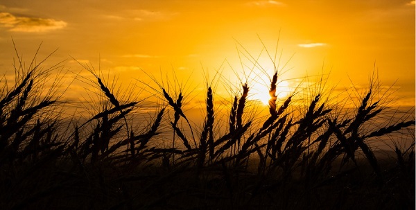 تشدید خشکسالی با بی توجهی به اجرای عملیات آبخیزداری