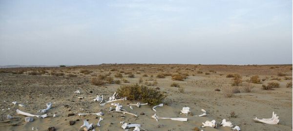 هشدار نسبت به وقوع «مرحله حاد بحران آبی» در کشور