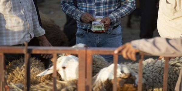 ممنوعیت کشتار دام‌ های مولد و آبستن