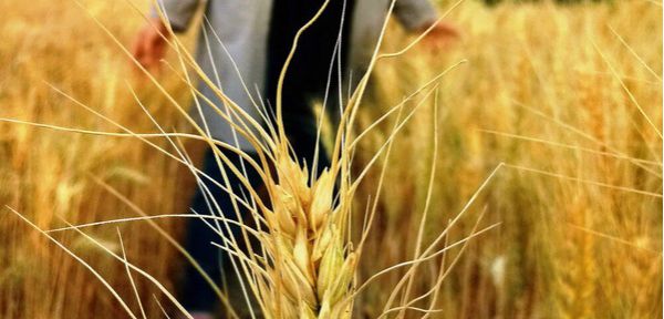 افزایش ۵۰ درصدی نرخ خرید تضمیمنی محصولات کشاورزی در سال جاری