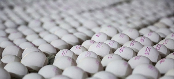 تخم مرغ رسما گران شد