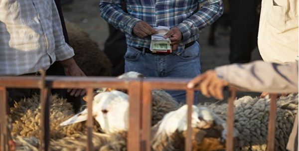 مجوز صادرات یک میلیون راس دام صادر شد