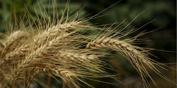 ۹۰ درصد کشت گندم محقق شد