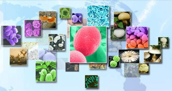 اهداکنندگان برتر نمونه‌های زیستی معرفی و تقدیر می‌شوند