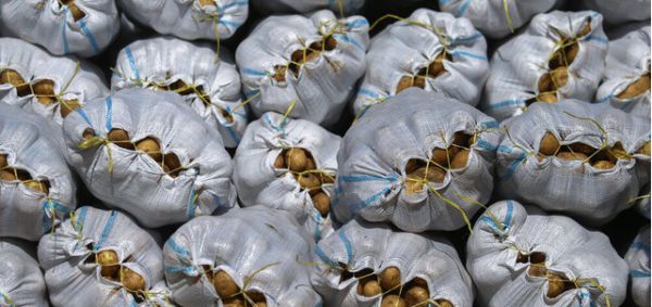 مصرف محصولات صادراتی برگشت‌خورده، مضر است؟