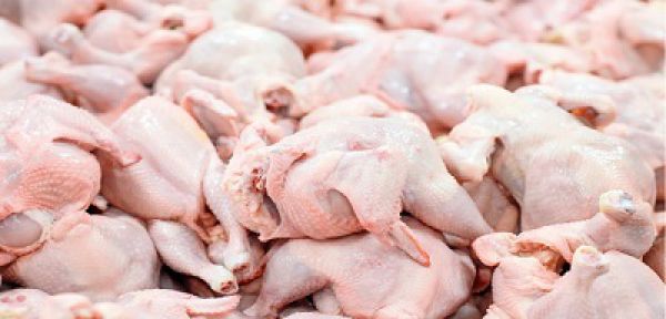 احتمال کاهش قیمت مرغ در عمده فروشی ها طی روزهای آتی