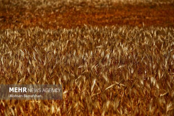 افزایش ۳۲ درصدی خرید تضمینی گندم