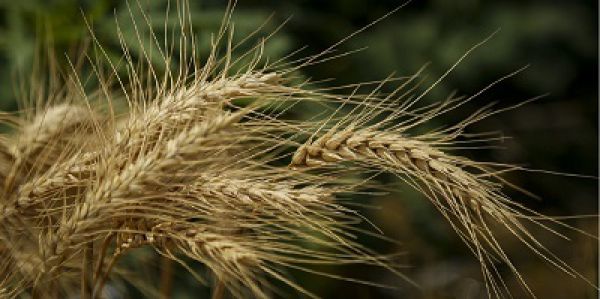 رشد ۲۸ درصدی خرید گندم نسبت به پارسال