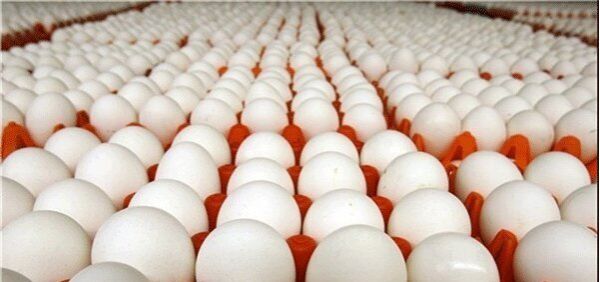صادرات تخم مرغ متوقف شد