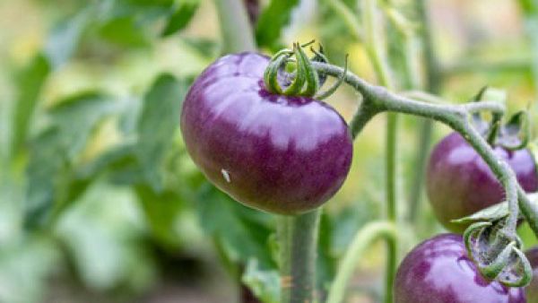 تولید گوجه فرنگی بنفش در آمریکا